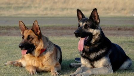 Differences of a German shepherd from East European