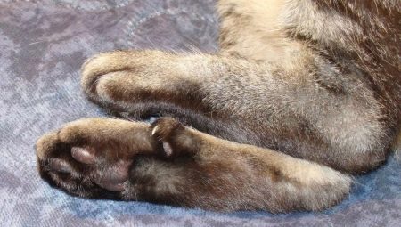 Prsty u koček: jejich funkce a množství