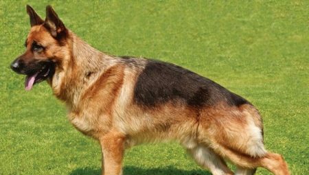 Paramètres du chien de berger allemand: poids et taille par mois