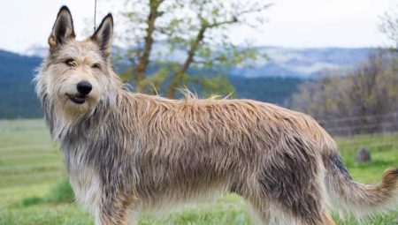 Pikárdiai pásztor kutyák: a kutyák fajta és körülményei
