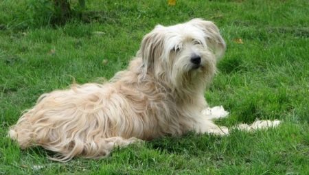 Pyrenean Shepherd: features and content