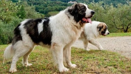 Pyrenean Mastiff: what is this breed and how to care for it?