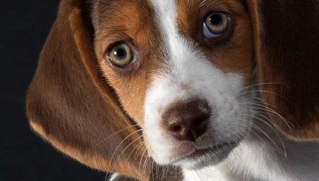 Výhody a nevýhody plemene beagle