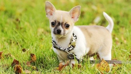 Výhody a nevýhody plemene Chihuahua