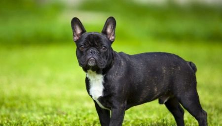 Fördelar och nackdelar med den franska bulldograsen