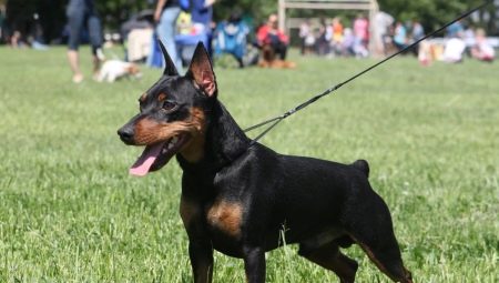 Kebaikan dan keburukan baka baka Zergpinscher