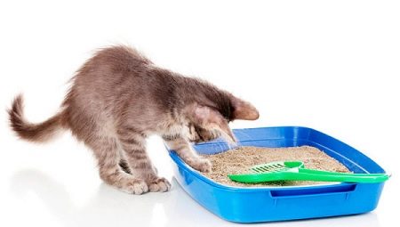 Why the cat stopped going to the tray and how to correct the situation?