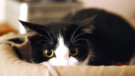 מדוע חתולים מפחדים מפני שאיבת אבק?