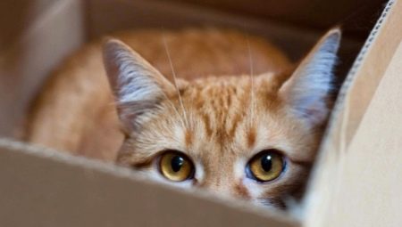 Miért szeretik a macskákat és a csomagokat?