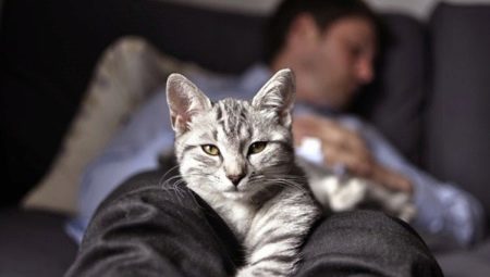 لماذا تنام القطط عند أقدام المالك؟