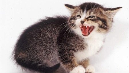 Por que um gato assobia e o que o dono faz?