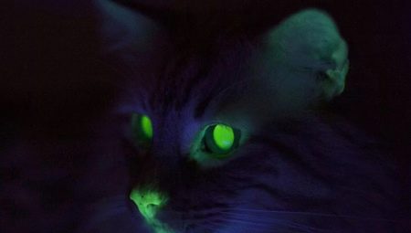 Miksi kissoilla on silmät pimeässä?