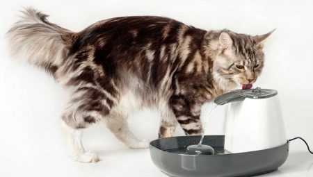 Drinkers voor katten: variaties en aanbevelingen voor selectie