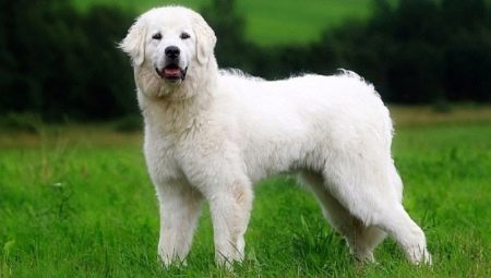 Cães de pastor polonês: descrição da raça, alimentação e cuidados