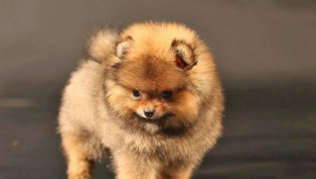 Pomeranian bear type: the advantages, disadvantages and subtleties of care