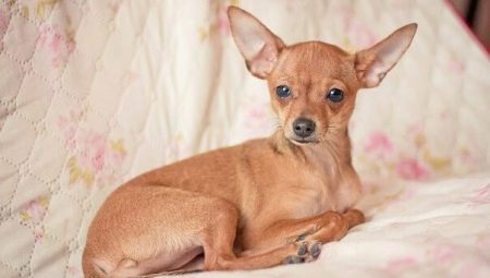 A cross between a chihuahua and a toy terrier: features, character description and content