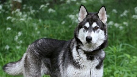 A mixture of husky and malamute: characteristics of mestizos and their contents