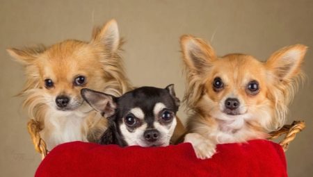 Populární a zajímavá jména pro Chihuahua Girls