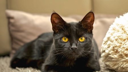 Népszerű fajták fekete macskák és macskák