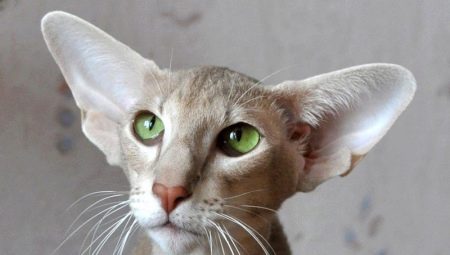 Fajta macskák és macskák nagy fülekkel