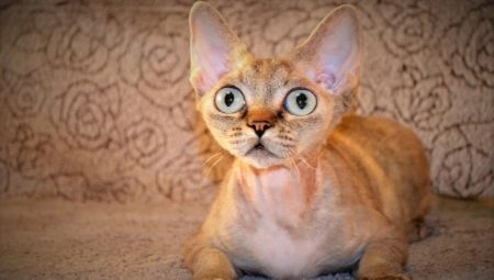 Kucing betina dengan mata besar