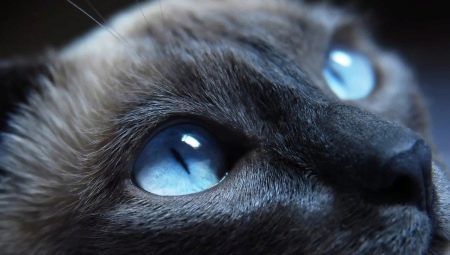 Rotuja kissoja, joilla on siniset silmät