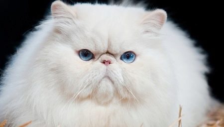 חתולים גזע עם פנים שטוחים