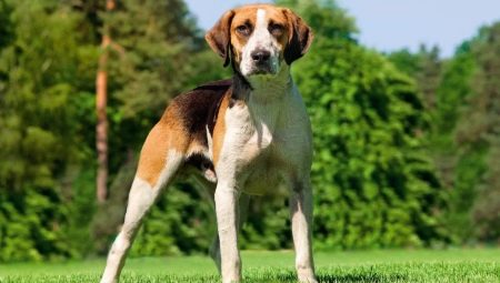 Rassen van middelgrote honden: gemeenschappelijke kenmerken, soorten met een beschrijving, selectie, zorg