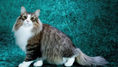 Fluffy cats: de beste rassen en kenmerken van hun verzorging