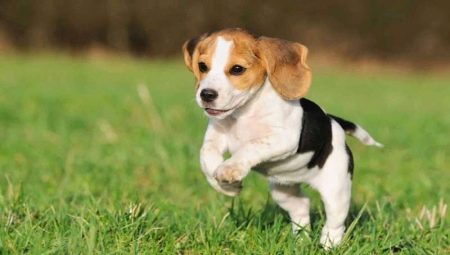 Velikost beagle: hmotnost a výška psů v měsících