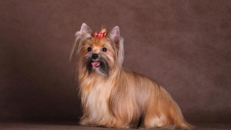 Russian saloon dog: description of breed and features of care
