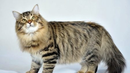 Orosz macskák: leírás, fajta, választás és árnyalatok az ellátásban