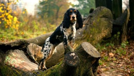 Ruský lovecký pes: charakteristika plemene a pěstování