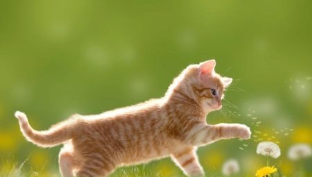 Röda katter: hur uppför sig de och hur mår de?