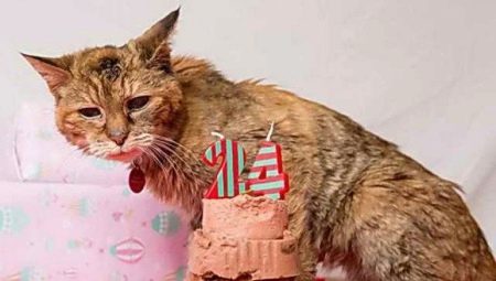 The world's oldest cats