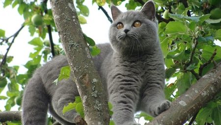 Szürke macskák: az ellátás jellege és finomsága