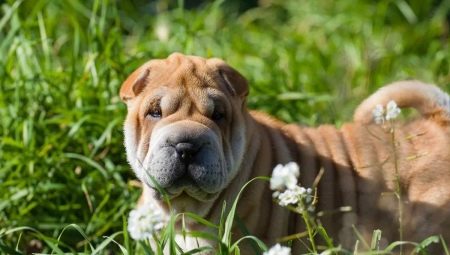Shar Pei: breed characteristics, pros and cons