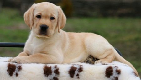 Labrador kölykök 2 hónap alatt: jellemzők és tartalom