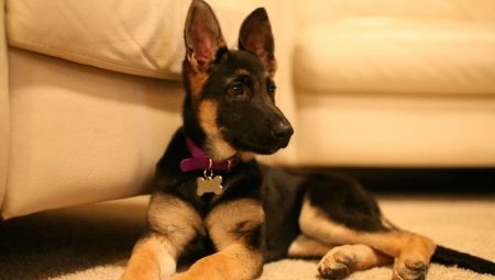 German Shepherd puppies at 4 months: how to look and how to care for them?