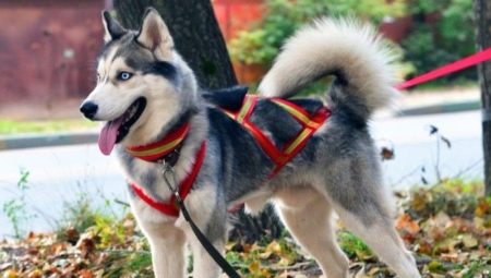 Husky collars and collars: types and choices