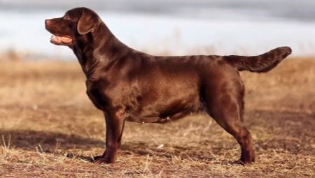 Csokoládé Labrador: leírás, karakterjellemzők és legjobb becenevek