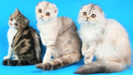 Skót macskák: fajfajok, különösen a tartalom és az oktatás