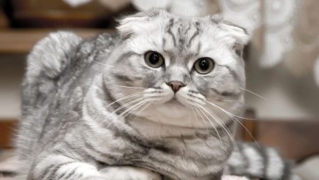 חתולים סקוטי מקפלים: סוגי צבע, אופי וכללי שמירה