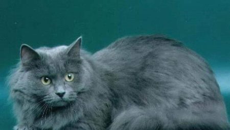 Gato siberiano color azul
