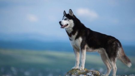 أقوياء البنية سيبيريا: تاريخ السلالة ، كيف تبدو الكلاب وكيف لرعاية لهم؟