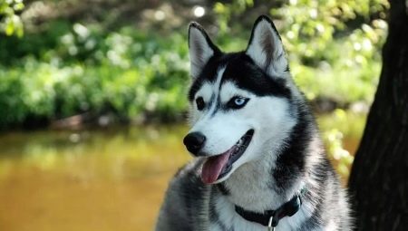 How many years does the husky live and what does it depend on?