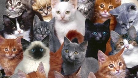 Hány évig éltek a macskák és mitől függ?