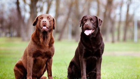 How long do labradors live and what does it depend on?