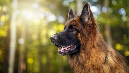 How many German shepherds live and what does it depend on?