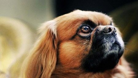 How many Pekingese live and what does it depend on?